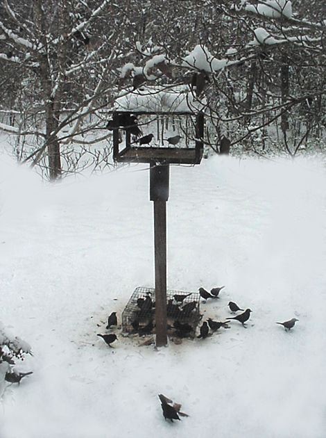 Common Grackle, Quiscalus quiscula