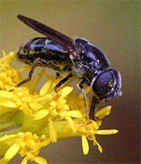 What does a goldenrod flower look like?