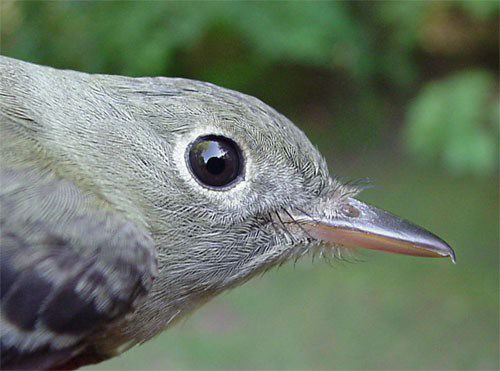 Flycatcher, Acadian