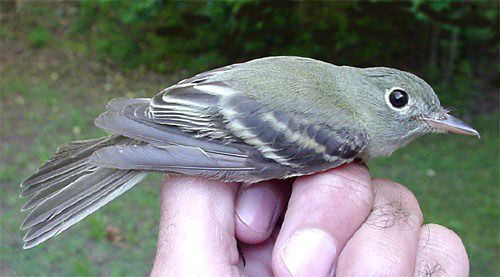 Flycatcher, Acadian