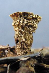 Striate Bird's-nest Fungus, Cyathus striatus