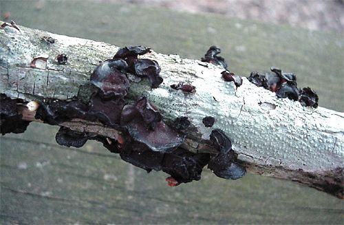 Tree-Ear, Auricularia auricula