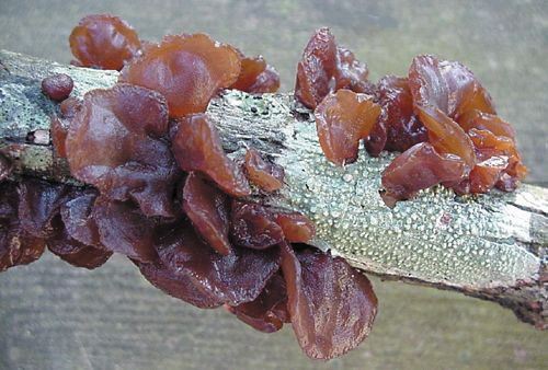 Clip Art: Tree Ear Mushrooms clip art ear. Clip Art: Tree Ear Mushrooms