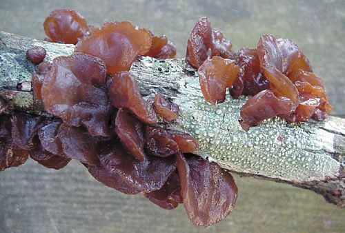 jelly fungi