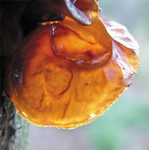 Tree-Ear, Auricularia auricula