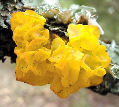 Witch's Butter, Tremella mesenterica