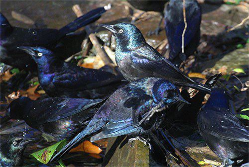 female common grackle. The Common Grackles that