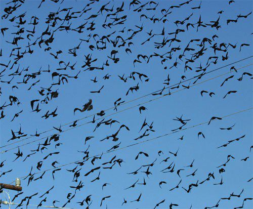 Common grackle distress call