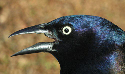 Our aberrant Common Grackle common grackle female. Our aberrant Common Grackle