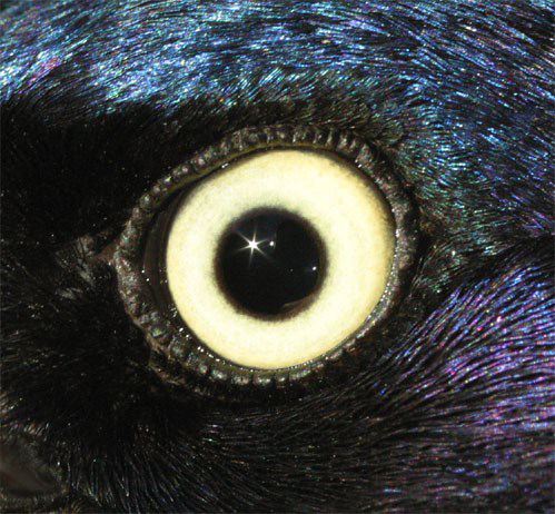 GrackleCommonMEye01.jpg