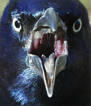 GrackleCommonMMouth01.jpg