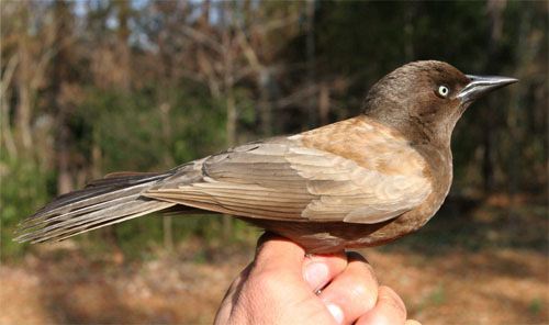 common grackle bird. Common Grackles are in the