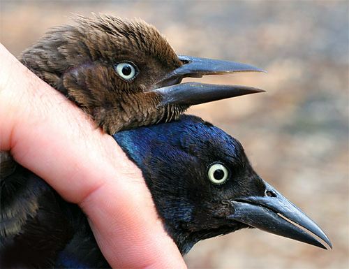 common grackle female. common grackle female.