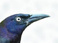 Common Grackle, Quiscalus quiscula