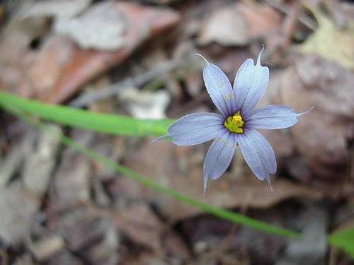 nature, blue-eyed grass, Sisyrinchium, mucronatum