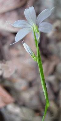 nature, blue-eyed grass, Sisyrinchium, mucronatum