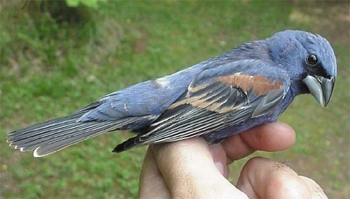 Blue Grosbeak, male