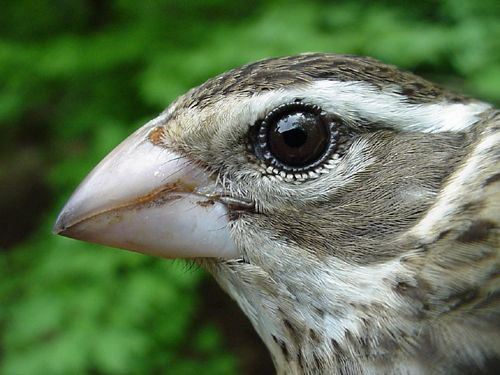 Rose-breasted Grosbeak, Pheucticus ludovicianus, adult female