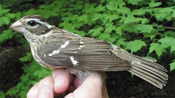 Rose-breasted Grosbeak, Pheucticus ludovicianus, adult female