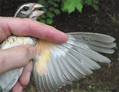 Rose-breasted Grosbeak, Pheucticus ludovicianus, adult female underwing