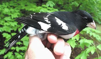 Rose-breasted Grosbeak, Pheucticus ludovicianus, adult male