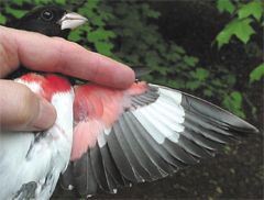 Rose-breasted Grosbeak, Pheucticus ludovicianus. adult male underwing