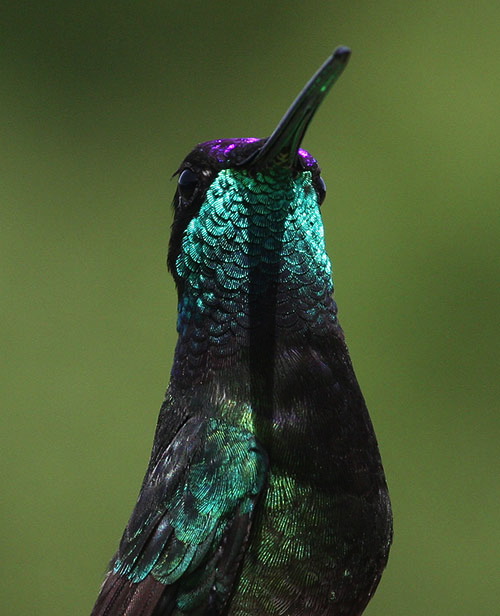 common grackle flight. hair common grackle flight.