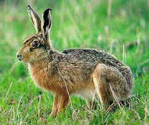 Marsh Hare