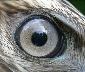 HawkRedShoulderedEye01.jpg