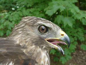 Red-shouldered Hawk, Buteo lineatus