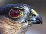 Mature Sharp Hawk Mature Sharp Hawk