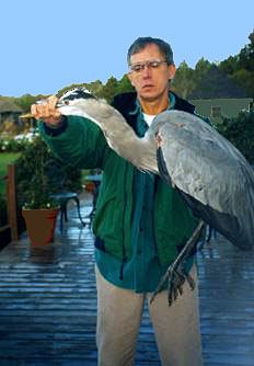great gray heron