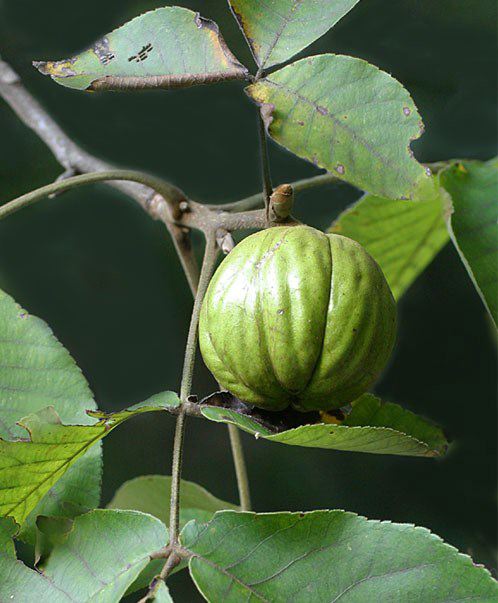 Hickory Tree