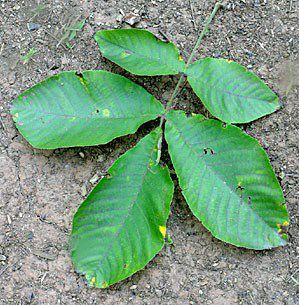 HickoryShagbarkLeaf01.jpg