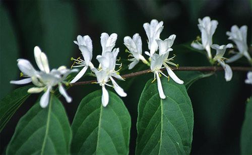 white honeysuckle