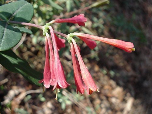 Trumpet Honeysuckle, Lonicera sempervirens