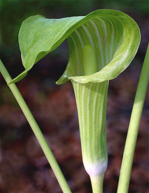 JackInThePulpit02.jpg