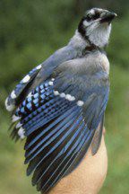 Blue Jay