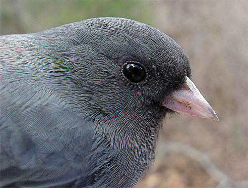 Dark-eyed Junco