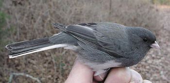 Dark-eyed Junco