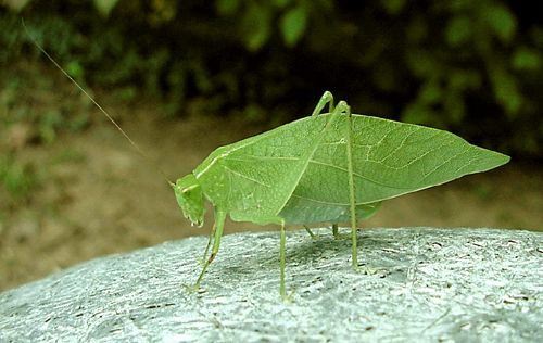 Bush Katydid female