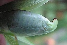 Bush Katydid female (ovipositor)