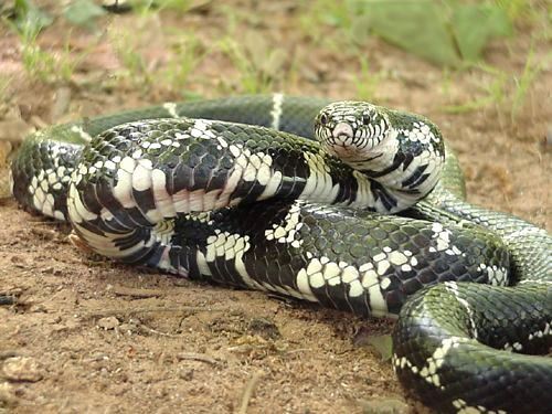 Common Kingsnake, Lampropeltis getulus