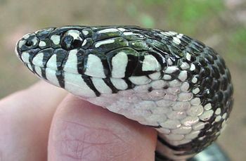 Common Kingsnake, Lampropeltis getulus, head