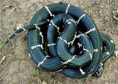 Common Kingsnake, Lampropeltis getulus, dorsal view