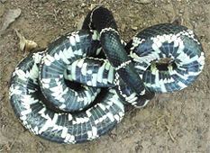 Common Kingsnake, Lampropeltis getulus, ventral view