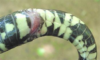 Common Kingsnake, Lampropeltis getulus, cloaca