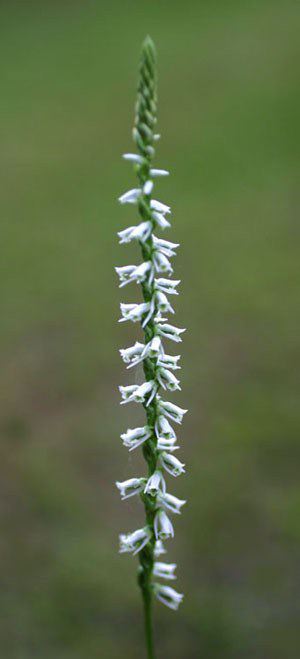 Slender Ladies' Tresses, Spiranthes gracilis