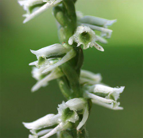 Slender Ladies' Tresses, Spiranthes gracilis