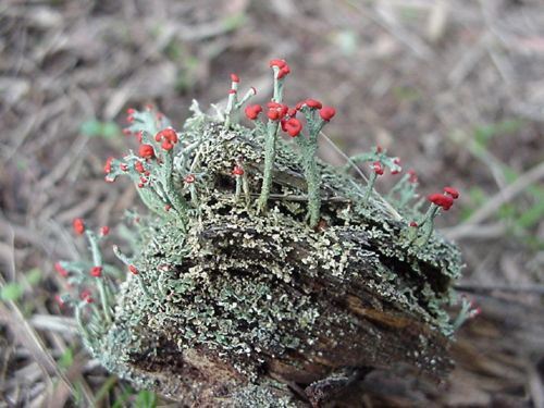 lichen plant